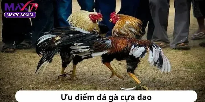 Những Giống Gà Thường Tham Gia Thi Đấu