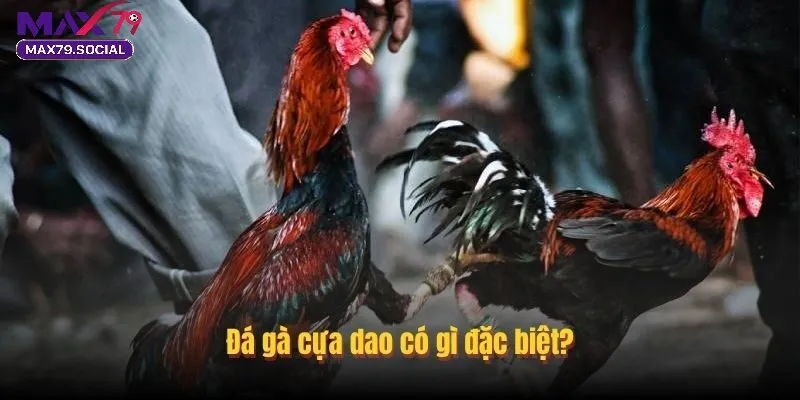 Lý Do Đá Gà Cựa Dao Max79 Thu Hút Người Xem