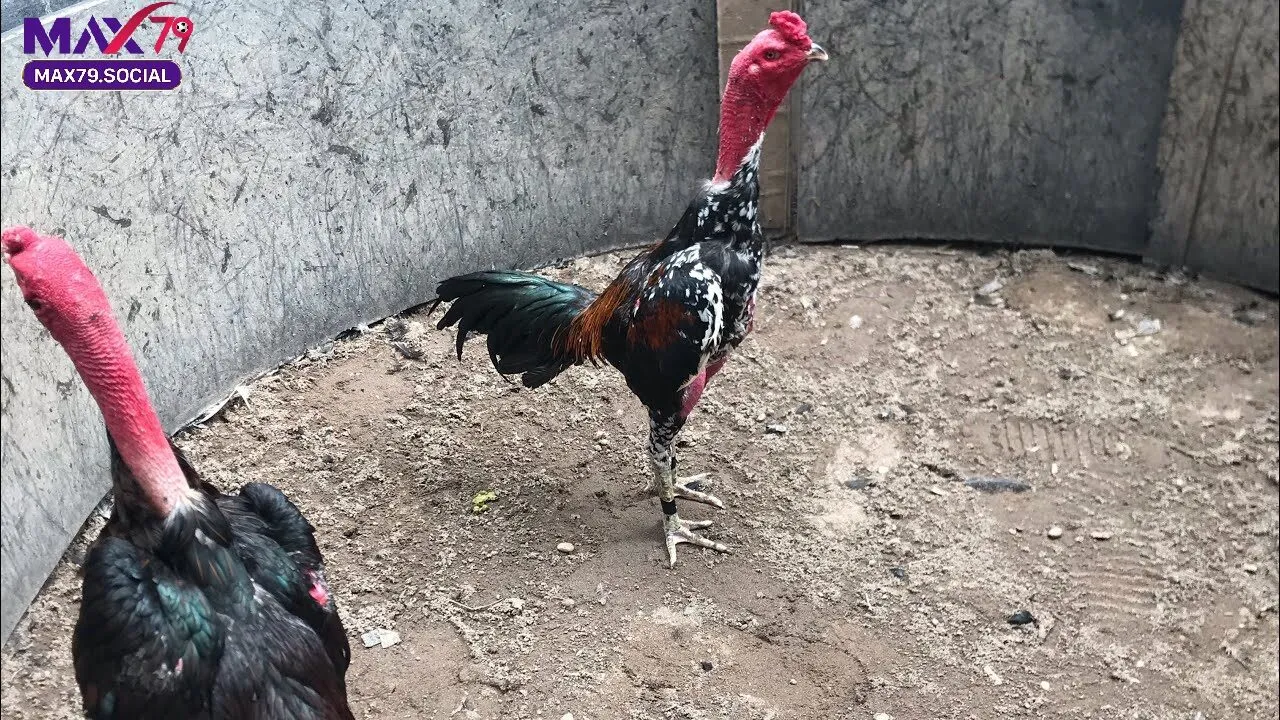 Những Yếu Tố Ảnh Hưởng Đến Hiệu Quả Hầu Kiềng